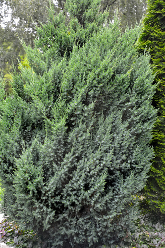 Juniper scaly, grade "Loderii" (Juniperus squamata Lamb.). General view of the plant