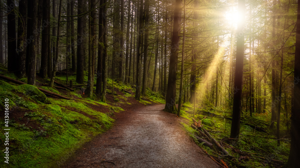 Fototapeta premium Beautiful Path in the Rainforest during a wet and rainy day. Lynn Canyon Park, North Vancouver, British Columbia, Canada. Nature Forest Background