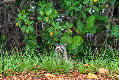 A raccoon peeps out from the long grass in front of mangrove trees in John Pennekamp National Park, Florida. photo