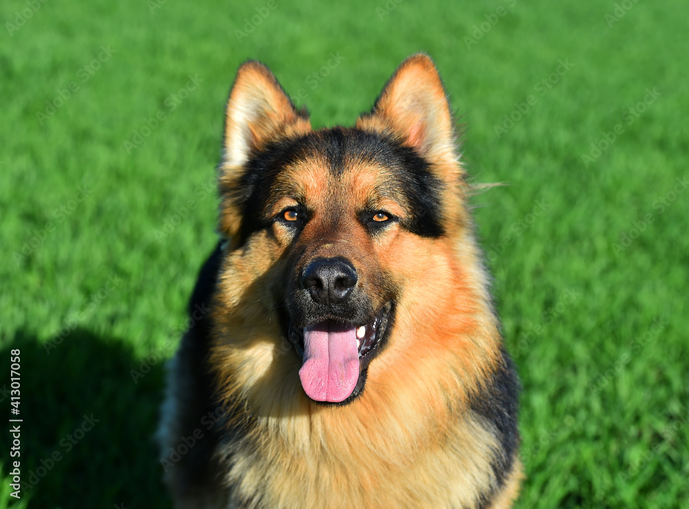 a nice german shepherd in a green field a nice german shepherd in a green field