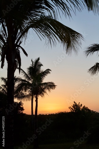 palm trees at sunset © Igor