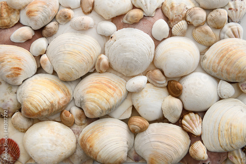 Southern Quahog bivalve mollusk clams and other seashells in an abstract background pattern