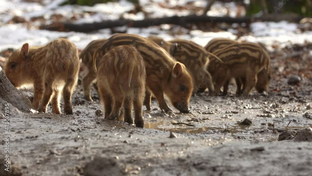 Closeup young wild boar Sus scrofa calm piggy looking for nutriment in dark wood. Wildlife tranquil scene of animals of long furry. Strong nose and well smell sense to search food in omnivorous mammal