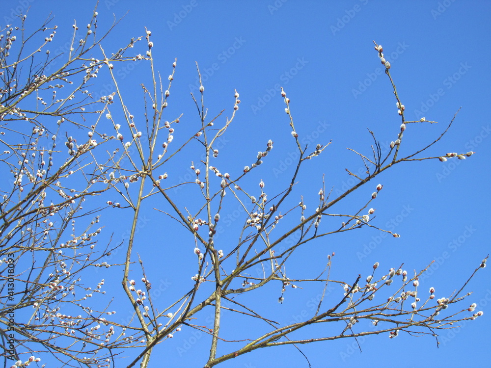 branches of a willow tree against sky branches of a willow tree against sky