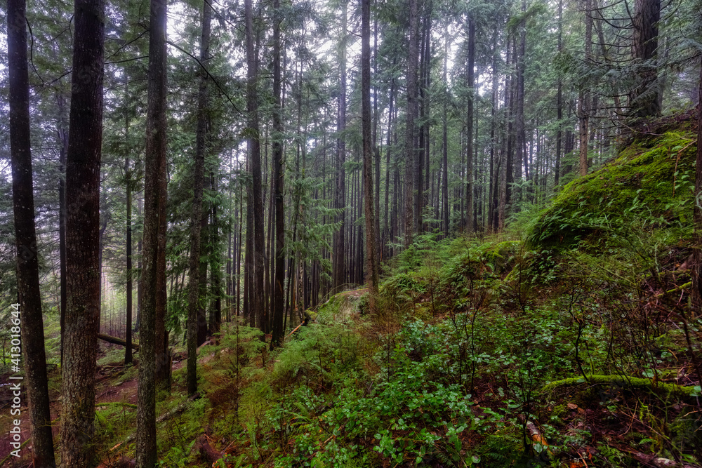 Mystical View of the Trail in Rain Forest during a foggy and rainy Winter Season. Woods in Squamish, North of Vancouver, British Columbia, Canada. Mystical View of the Trail in Rain Forest during a foggy and rainy Winter Season. Woods in Squamish, North of Vancouver, British Columbia, Canada.