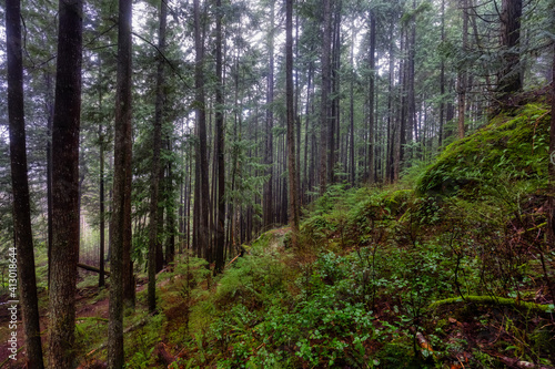 Mystical View of the Trail in Rain Forest during a foggy and rainy Winter Season. Woods in Squamish  North of Vancouver  British Columbia  Canada.