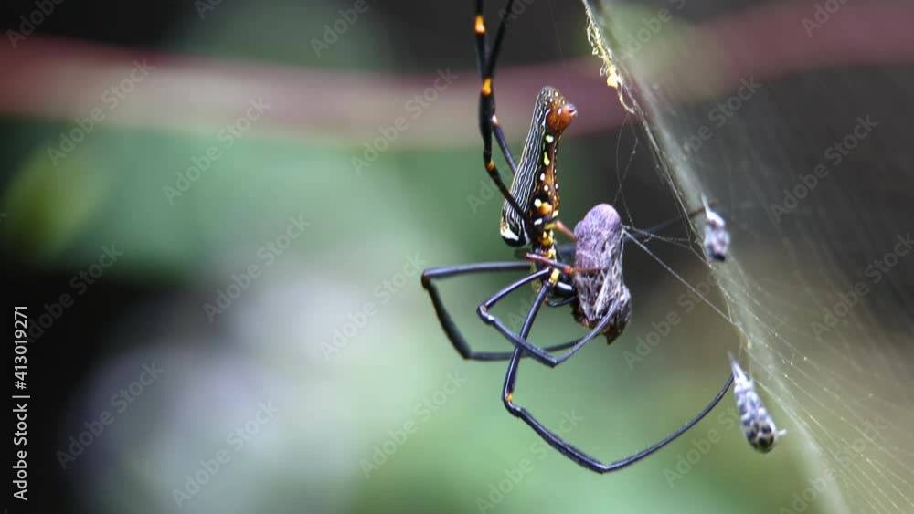 4K nature wildlife footage of spider wrapping an insect that has just ...
