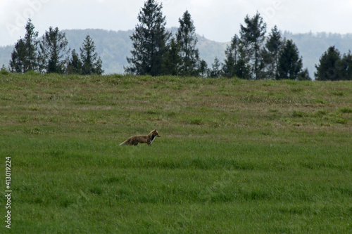 Fototapeta Naklejka Na Ścianę i Meble -  Red fox in Bieszczady National Park, Poland