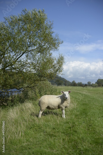 sheep in the field © Morgan marinoni