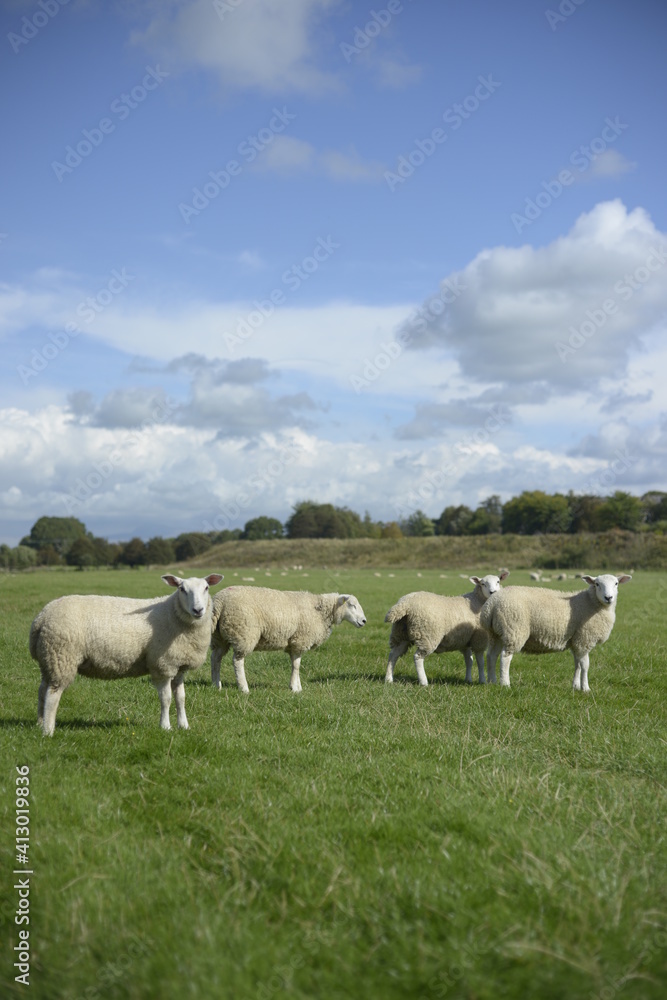 Fototapeta premium sheep in the field