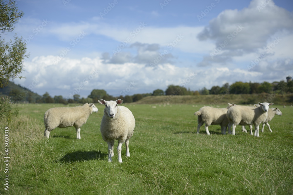 sheep in the field