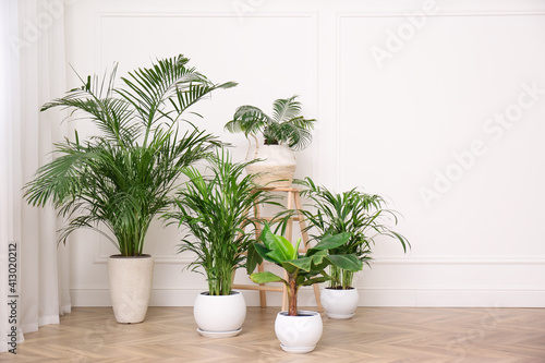 Different beautiful indoor plants in room, space for text. House decoration