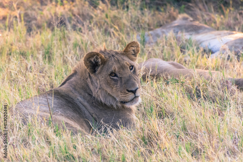 Botswana. Chobe National Park. Savuti. Juvenile male lion (Panthera leo). Botswana. Chobe National Park. Savuti. Juvenile male lion (Panthera leo).