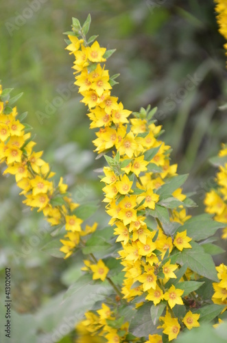 Closeup of beautiful yellow flowers in the garden