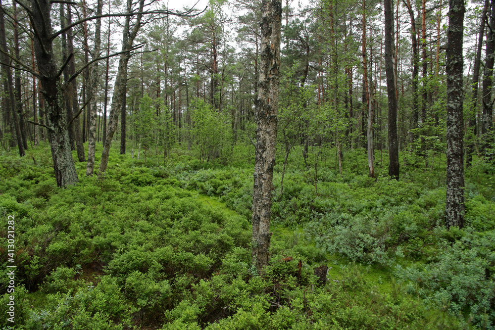 Peatbog near Tarnawa in Bieszczady Mountains, Poland Peatbog near Tarnawa in Bieszczady Mountains, Poland