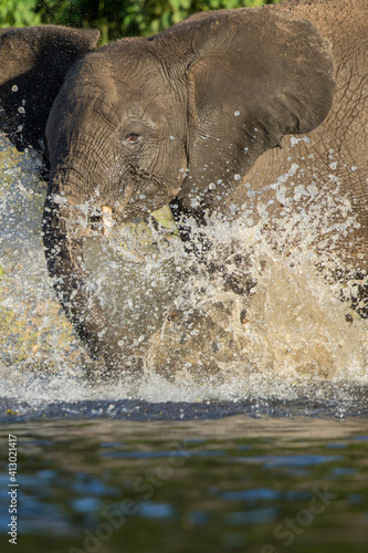 Africa, Botswana, Chobe National Park, Young Elephant (Loxodonta africana) splashes while cooling off in Chobe River