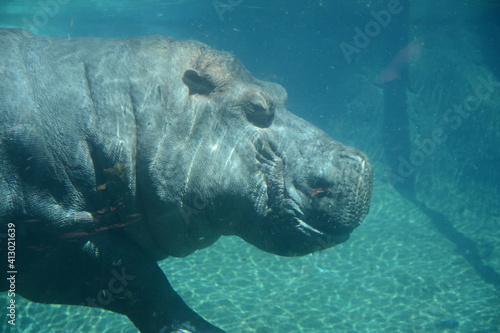 Hippo Underwater Zoo