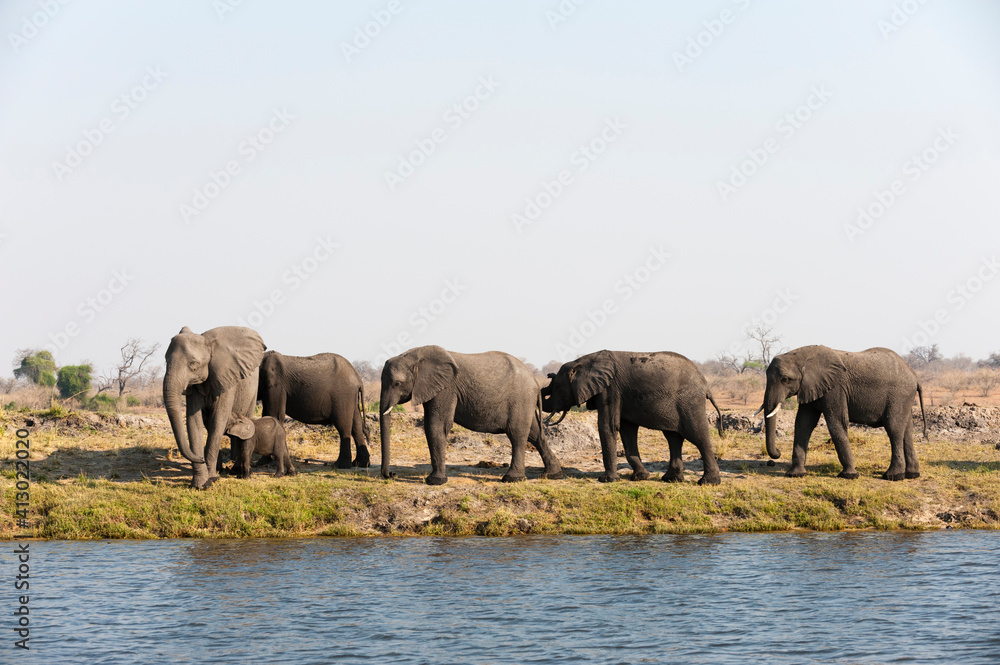 Fototapeta premium Elephants (Loxodonta africana), Chobe National Park, Botswana.