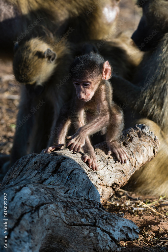 Fototapeta premium Chacma Baboon (Papio Hamadryas ursinus), Chobe National Park, Botswana.
