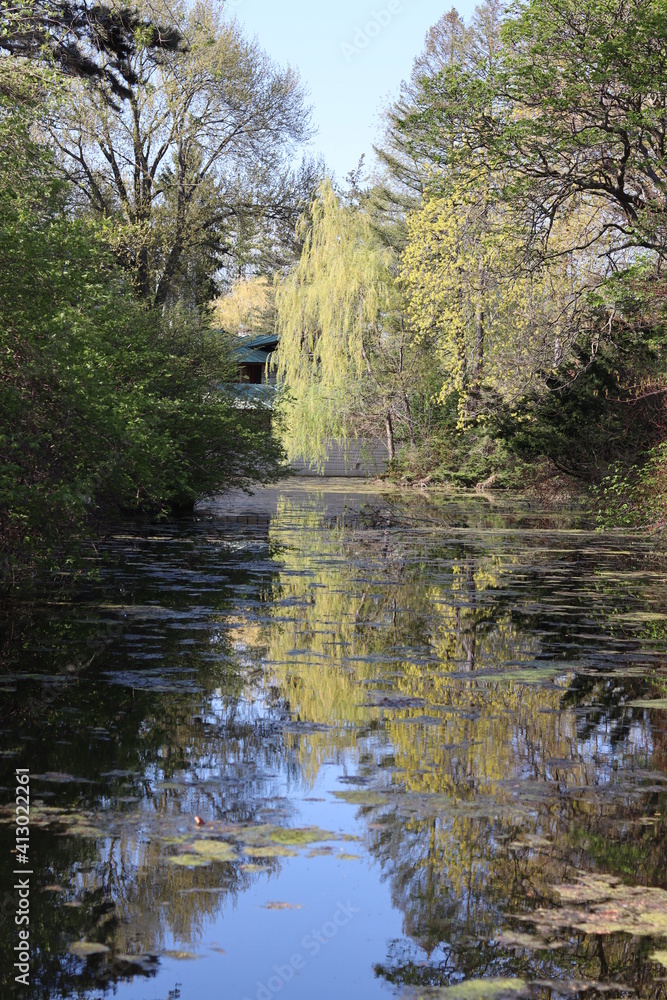 Fototapeta premium river in the forest