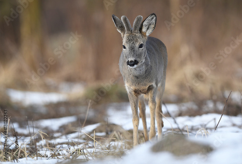 Roe deer male ( Capreolus capreolus ) © Piotr Krzeslak