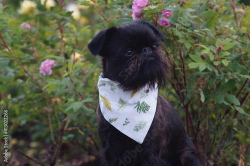 Cute black dog in a head scarf. The dog is sitting and attentively looking somewhere. The scarf is white and decorated with green floral ornaments. The dog is griffon belge with a beard. Behind the