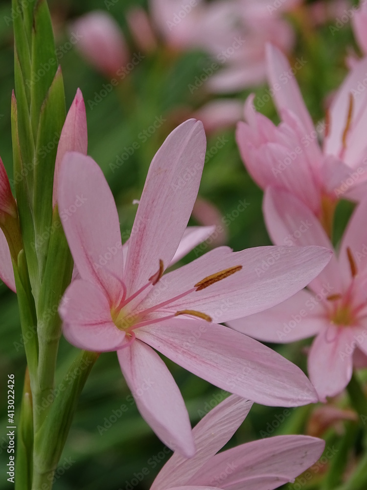 SCHIZOSTYLIS COCCINEA. LIRIO DE RÍO. SCHIZOSTYLIS COCCINEA. LIRIO DE RÍO.