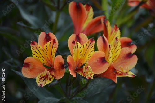 lillies red yellow asiatic