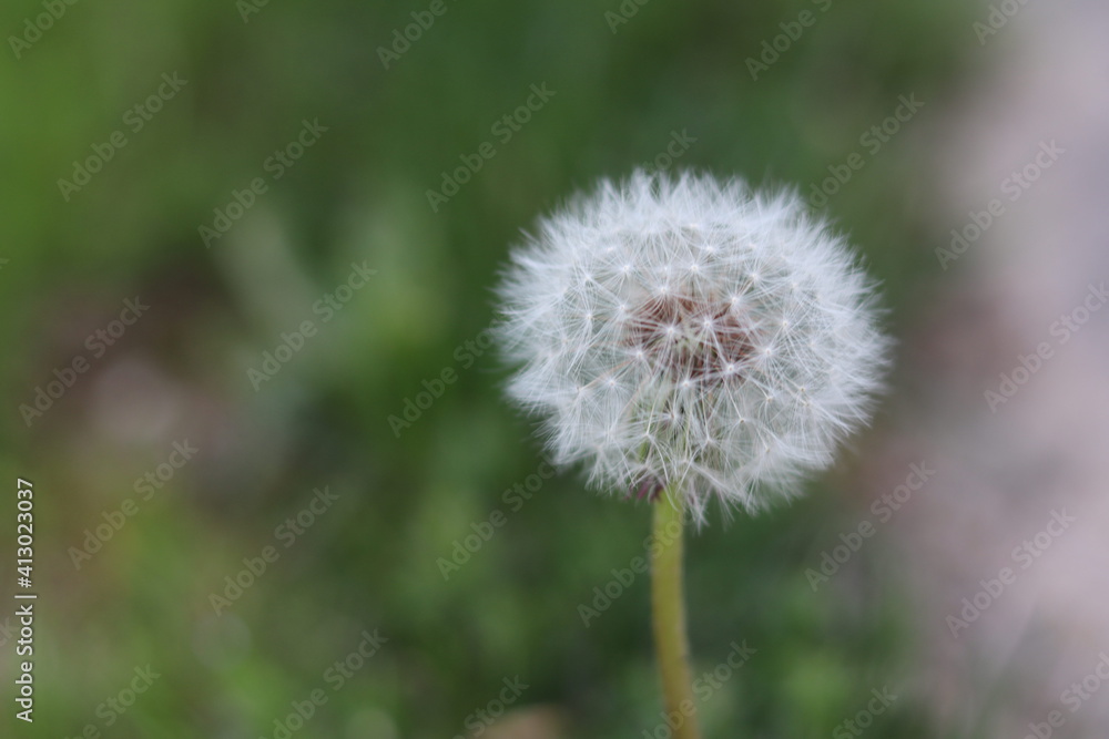 dandelion on green background