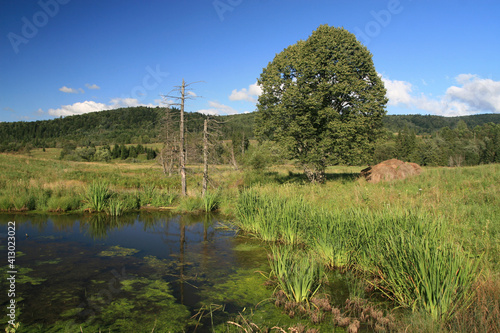 Small pond in former abandoned village Beniowa in Bieszczady Mountains, Poland photo