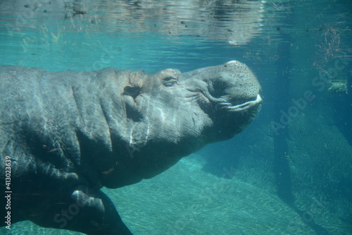 Hippo in water, underwater, breathing