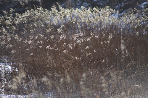 winter deadwood texture landscape
