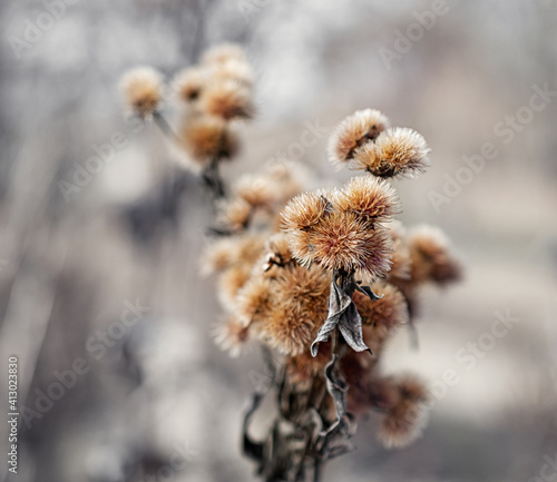 macro photography of autumn flowersю Natural background. Flowers background. Beautiful neutral colors