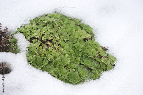 green succulent in the snow