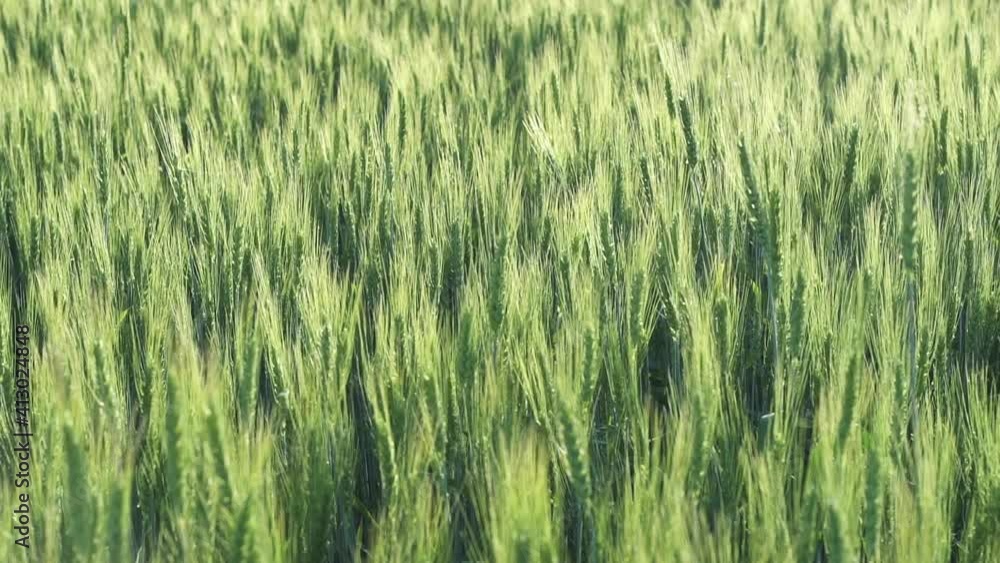 Wheat field, ears of wheat swaying from the gentle wind. Golden ears are slowly swaying in the wind close-up. View of ripening wheat field at summer day Wheat field, ears of wheat swaying from the gentle wind. Golden ears are slowly swaying in the wind close-up. View of ripening wheat field at summer day