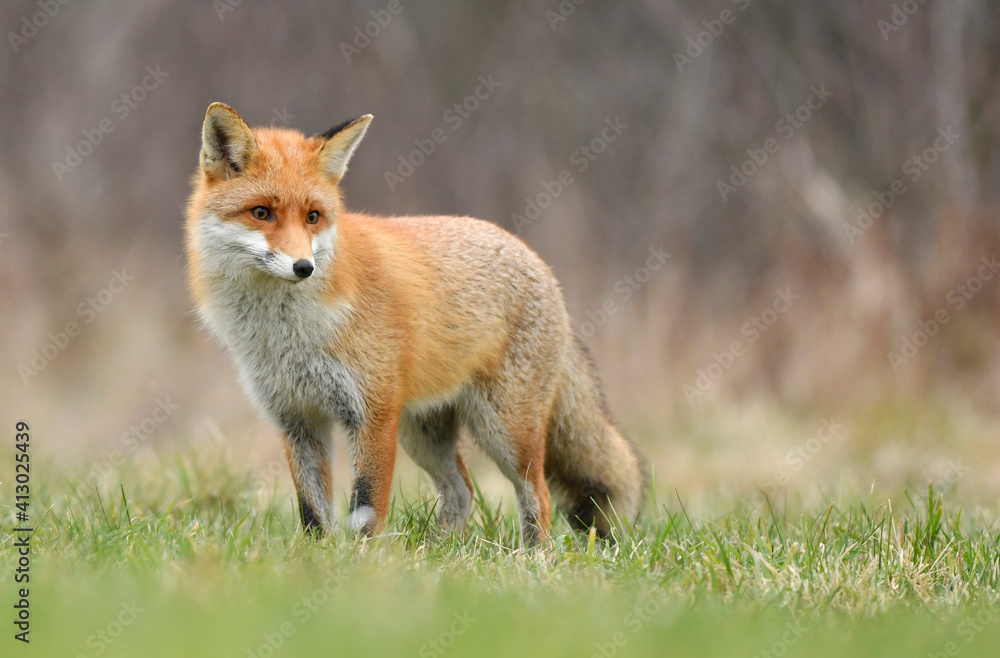 Red fox ( Vulpes vulpes ) close up