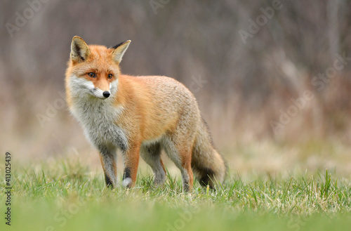 Red fox ( Vulpes vulpes ) close up © Piotr Krzeslak