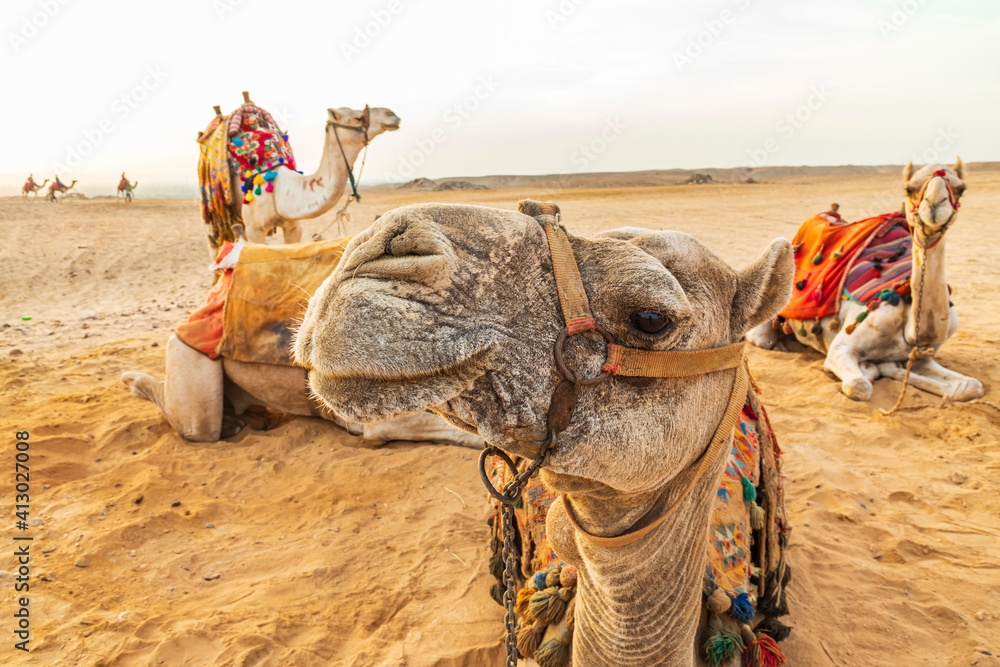 Fototapeta premium Africa, Egypt, Cairo. Giza plateau. Camels near the pyramids at Giza.