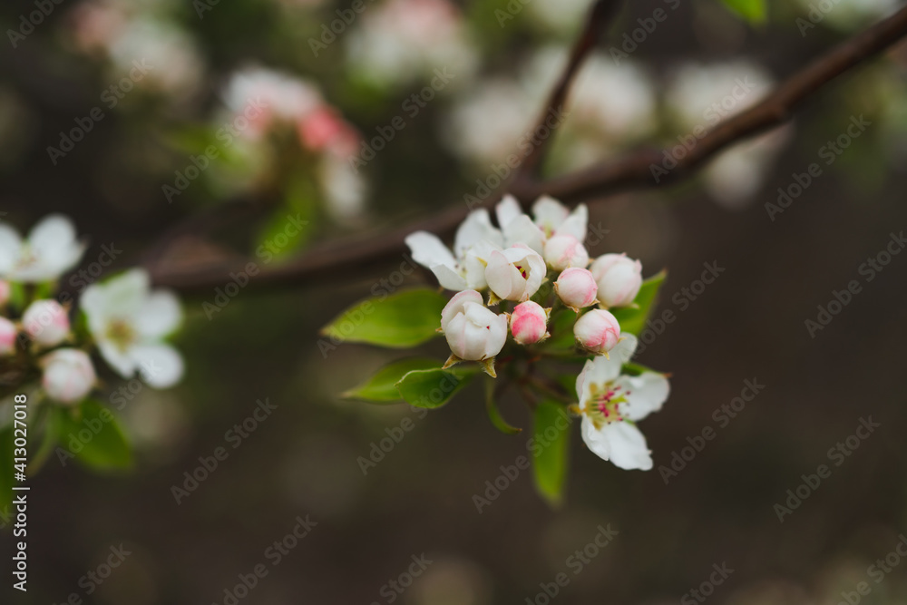 Spring banner, branches of blossoming pear tree. Delicate white and pink flower buds. Blooming tree with blank copy space. Spring banner, landscape panorama.. Spring banner, branches of blossoming pear tree. Delicate white and pink flower buds. Blooming tree with blank copy space. Spring banner, landscape panorama..