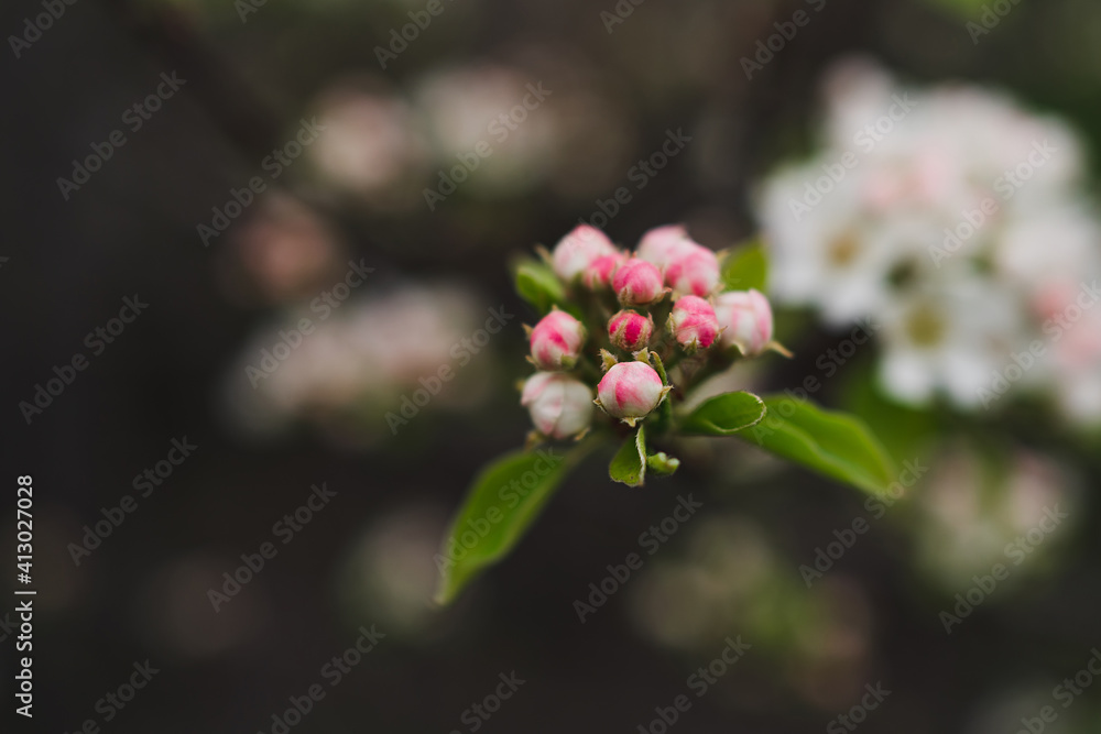 Spring banner, branches of blossoming pear tree. Delicate white and pink flower buds. Blooming tree with blank copy space. Spring banner, landscape panorama.. Spring banner, branches of blossoming pear tree. Delicate white and pink flower buds. Blooming tree with blank copy space. Spring banner, landscape panorama..