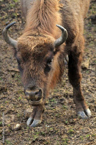 European bison in Bieszczady Mountains, Poland