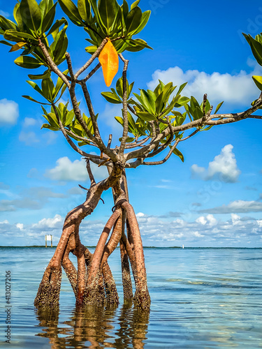 Bild auf Leinwand A close up of a single mangrove tree growing out of the water in the Florida Keys, surrounded by blue ocean with blue skies above