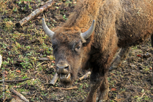 European bison in Bieszczady Mountains, Poland