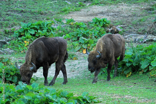 Fototapeta Naklejka Na Ścianę i Meble -  European bison in Bieszczady Mountains, Poland