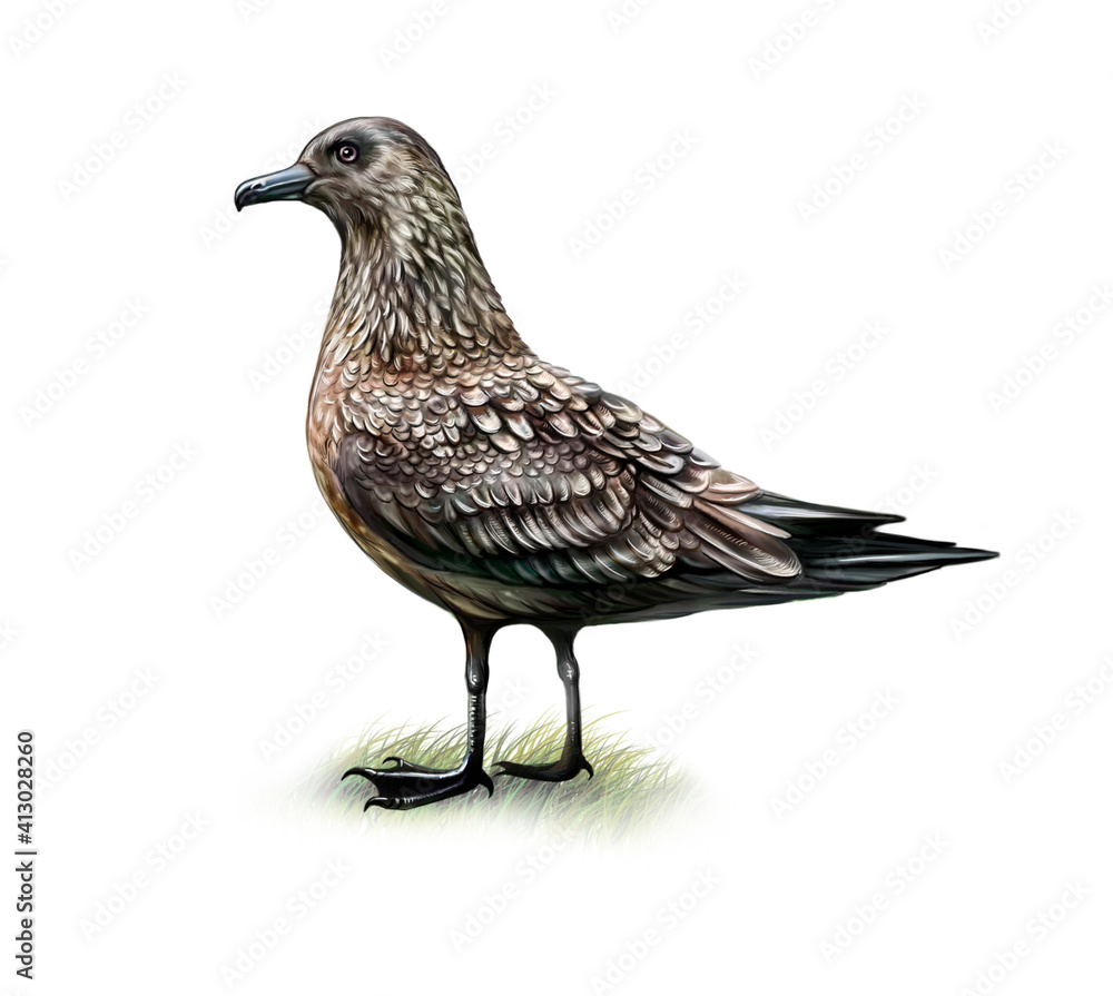 Great Skua (Catharacta skua) Great Skua (Catharacta skua)