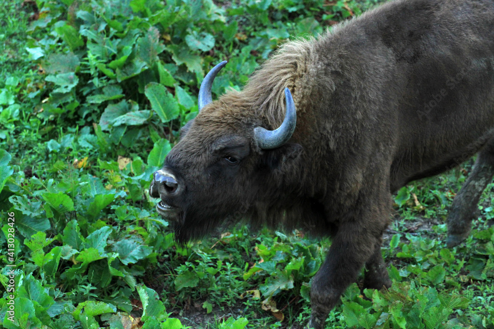 European bison in Bieszczady Mountains, Poland European bison in Bieszczady Mountains, Poland