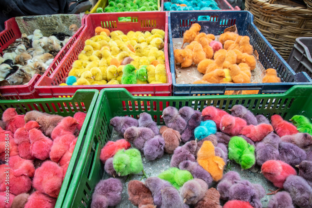Africa, Egypt, Cairo. Dyed chicks for sale at the Souk al Gomaa Friday market in Cairo.