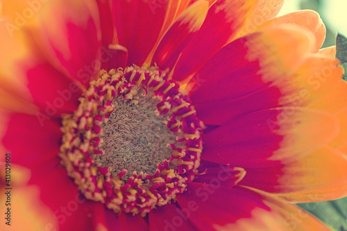 macro photography of colorful flowers