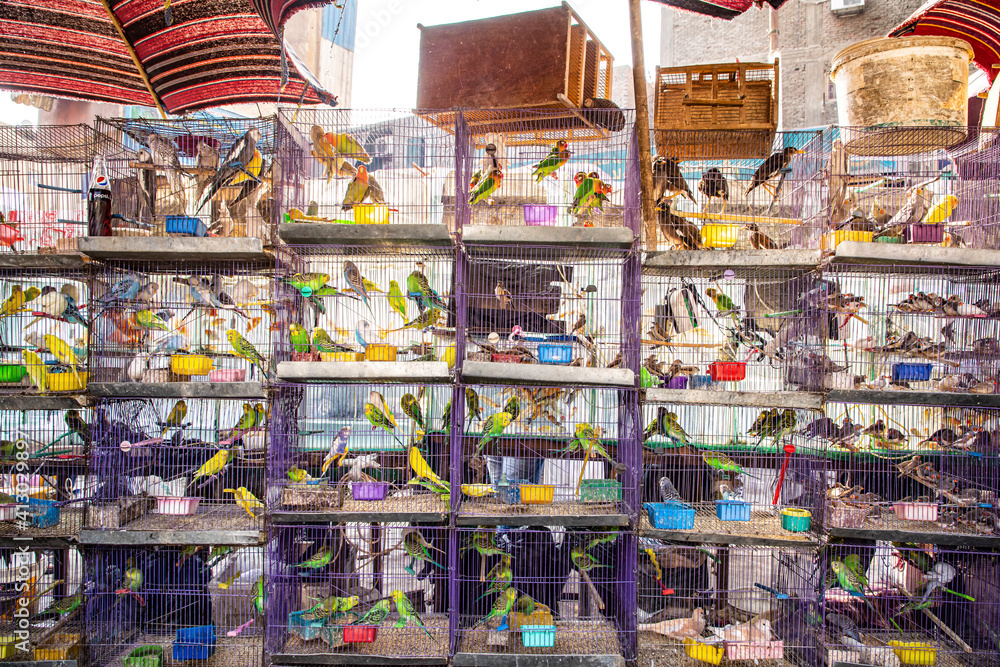 Africa, Egypt, Cairo. Parakeets for sale at the Souk al Gomaa Friday market in Cairo.