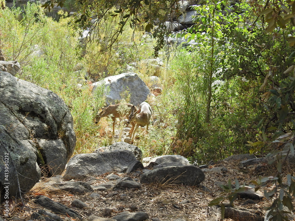 Mule deer enjoying a beautiful day in the Sequoia National Park, Sierra Nevada Mountains, California. Mule deer enjoying a beautiful day in the Sequoia National Park, Sierra Nevada Mountains, California.
